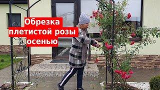 Обрезка плетистой розы осенью. Уход за плетистой розой перед зимой