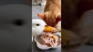 I’m a pet duck #funny #story #animals #duck #pets
