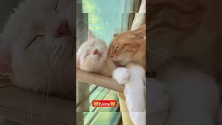 what are you doing#funny #pets #catcomedy #catvideos #cat#catshorts #funnyanimal #catlover#funnycat