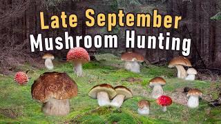 Mushroom Foraging - September 27th 2024 - Boletus edulis | Cep | King Bolete | Funghi Porcini