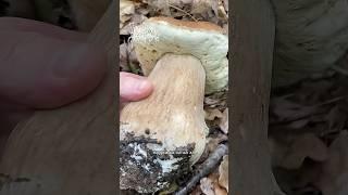 Действительно крупный калибр! ‍🟫 #грибы #boletus