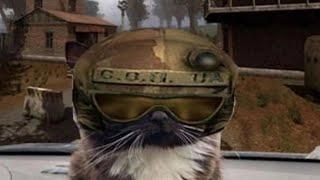 But here is the S.T.A.L.K.E.R. cat