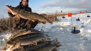 Это Безумие какое то! Оставил жерлицы в камышах.. И наловил аж дурно стало!