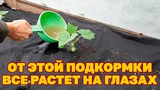 ЛУЧШЕЕ УДОБРЕНИЕ ДЛЯ БУЙНОГО РОСТА ОГУРЦОВ ЦВЕТОВ ЧЕСНОКА ЛУКА КАПУСТЫ garden@obovsemsmarusya