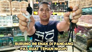 BURUNG INI ENAK DI PANDANG PAS BUAT TEMAN NGOPI