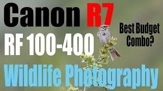 Canon R7 Affordable Wildlife Lens Reviews - Canon RF 100-400 - Is this the Best Budget Combo?