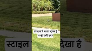 Bird walking like a boss  #BirdWalk #NatureLovers #birds #bird #peace #birdlife #birdlove