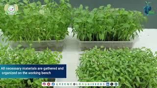 Seed Vigor Testing at GGAS HI-TECH LABS: Ensuring Quality and Resilience