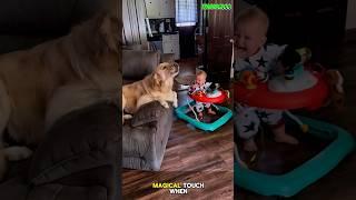 ️ Dogs Always Know How to Comfort a Crying Child #pets #germanshepheard #dog #husky #dogtraining