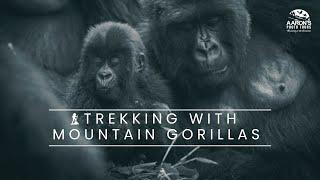 Trekking with Mountain Gorillas -  A 4K Journey