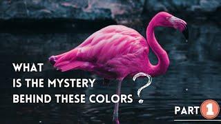 Flamingos' Amazing Color Change | Animal Facts