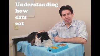 Understanding how cats eat