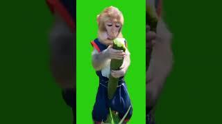 greenscreen Monkey Eating | #chromakey | #green