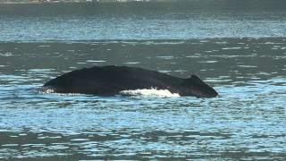 Whale Watching by Alert Bay, British Columbia