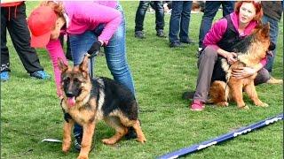 Первая выставка Щенков Немецкой овчарки. The first show of German Shepherd puppies.