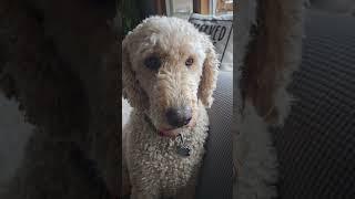 Artie took a nap  ##standardpoodle #poodles #spoo #dogs #nap