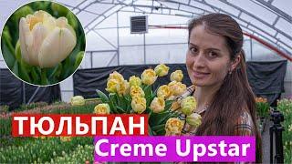 Тюльпан Creme Upstar (Крем Апстар) 