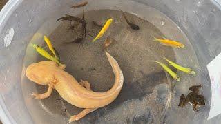 Amazing Found lovely Gold Axolotl Salamander in Lake Canal! Axolotl Crab KOI Oranda Frog Betta