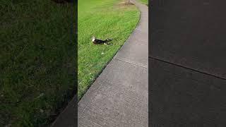 duck  #duck #ducklings #spring #babies #eveningwalks