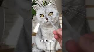 Обязательно чисти ушки кошке, иначе .. #кот #коты #shorts