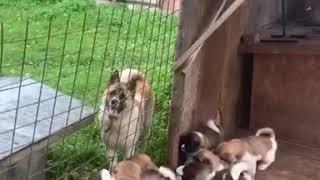 Щенки американской акиты / American Akita puppies (part 2) / игра с котёнком