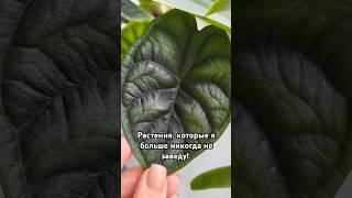 Алоказии  #алоказия #растения #экзотика #редкиерастения #тропическиерастения #фрайдек #dragonscale
