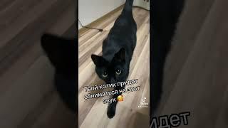 Мяукание котят. Позвать кошку. Голос кошки