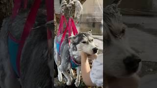 Essential skills for dog owners#puppy #husky #petlife #petspa #cute #funny #cuteanimals #cutepet