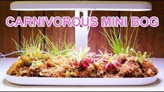 Carnivorous Plant Mini Bog Build