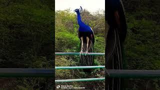  OMG wonderful blue peacock  #peacock #birds #wildlife  #nature #danceperformance #peacockbeauty