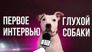 ПЕРВОЕ ИНТЕРВЬЮ ГЛУХОЙ СОБАКИ ТЭФФИ | ТАКОГО ВЫ ЕЩЕ НЕ ВИДЕЛИ | THE FIRST INTERVIEW OF THE DEAF DOG