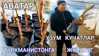 #аватар Узум  кучатларимизни  ТУРКМАНИСТОНГА   Жунаттиг.