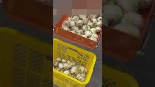 Onion Tapping Machine NOTM-1 for preparation #shorts #agrimachinery