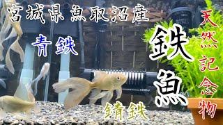 宮城県魚取沼産　天然記念物　鉄魚【Iron fish】