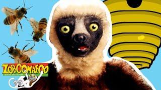 Zoboomafoo 140 - Bzzz | HD | Full Episode