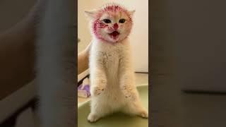 ЧУМАЗЫЙ КОТЕНОК #shorts #short #shortvideo #cat #comedy #cute #котики #смешныевидео #meme #смех #кот