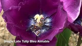 The Single Late Tulip, Bleu Aimable - Bulbs for Fall Planting