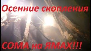 Тысячи  Больших Cомов на Зимовальной Яме!подводная охота 2020!