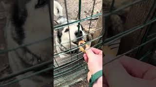 Неравенство #лиса #животные #shotrs #alma_the_fox #fox