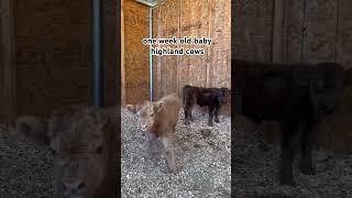 Follow Andrew Acres Farms to buy or just to keep up with the baby highland cows 