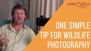 One Simple Tip For Wildlife Photography feat. David Smith #shorts