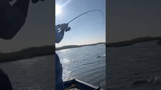 Get in the boat!!! #fishing #redfish #louisiana #bassfishing #fish #outdoors #fishing #