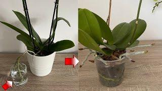 Do this to your orchid in summer! It will bloom abundantly without watering for months.