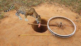 Unique Creative Underground Quick Tiger Trap Make From Old Bicycle Wheel & Deep Underground Hole