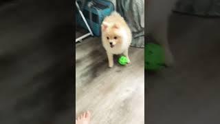 Спасибо  за подписку #собака #pomsky 