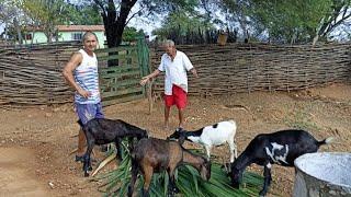 Celino foi buscar pasto para os animais/ a porca nadando no açude.