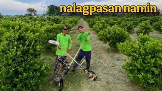 CRITICAL STAGE NG PAG-CALAMANSI FARMING