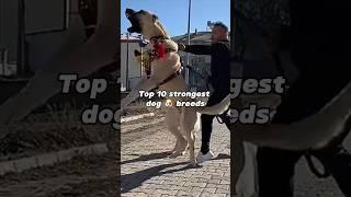 Top 10 strongest dog breed