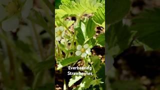 Everbearing strawberries do more than just produce fruit .They make the perfect edible ground cover!