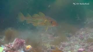 В каком возрасте Атлантическая треска (Atlantic cod) — Gadus morhua начинает совершать миграции ?